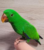 Edelpapegaai 💚 4 maanden (Gespeend), Dieren en Toebehoren, Vogels | Parkieten en Papegaaien, Mannelijk, Papegaai, Pratend