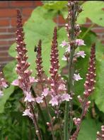 Linaria / vlasleeuwenbek, 7 potjes voor 5 euro , bijenplant, Autres espèces, Plein soleil, Été, Enlèvement