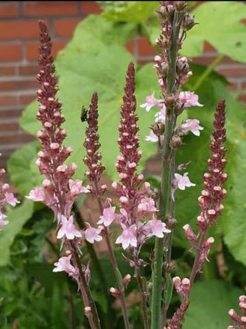 Linaria / vlasleeuwenbek, 7 potjes voor 5 euro , bijenplant  disponible aux enchères