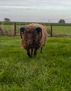 Ouessant ram bruin, Mâle, Mouton, 0 à 2 ans