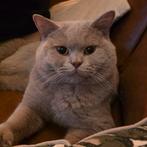 Britse Korthaar kater, 0 à 2 ans