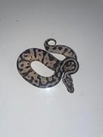 Ball python Axanthic Tsk Leopard Enchi, Dieren en Toebehoren, Reptielen en Amfibieën, Slang, 0 tot 2 jaar