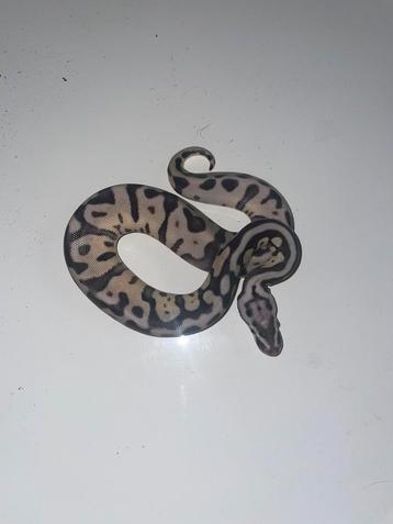 Ball python Axanthic Tsk Leopard Enchi, Animaux & Accessoires, Reptiles & Amphibiens, Serpent, 0 à 2 ans