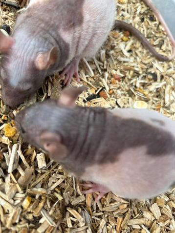 Super aparte naaktratten rittens ratjes beschikbaar beschikbaar voor biedingen