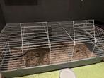 Cage lapin 120 cm avec minilop mâle, Ophalen of Verzenden, Nieuw