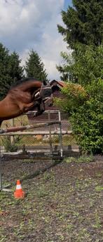 Halve stal/lease voor 5-jarige springruin, Dieren en Toebehoren, Paarden, Springpaard, B, Gechipt, Ruin