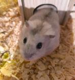 Handtamme dwerghamster, Augustus, Mannelijk, Tam