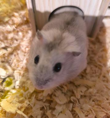 Handtamme dwerghamster beschikbaar voor biedingen