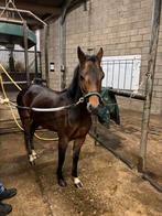 Hackney pony, Dieren en Toebehoren, Ruin, Zadelmak, Minder dan 160 cm, 3 tot 6 jaar