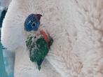 Lori blauwberg voor handopfok, Dieren en Toebehoren, Vogels | Parkieten en Papegaaien