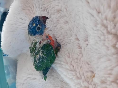 Lori blauwberg voor handopfok, Dieren en Toebehoren, Vogels | Parkieten en Papegaaien