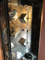 Korenslang + terrarium, Dieren en Toebehoren, Reptielen en Amfibieën | Toebehoren, Ophalen, Zo goed als nieuw