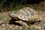Koppel landschildpadden gezocht, Schildpad