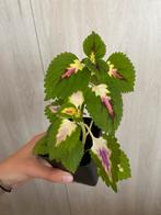 Coleus (siernetel), Huis en Inrichting, Kamerplanten, Overige soorten, Ophalen of Verzenden, In pot, Minder dan 100 cm