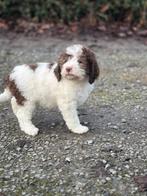 Kies voor een antiallergische waterhond bij ons geboren, Dieren en Toebehoren, Parvo, België, Overige rassen, 8 tot 15 weken