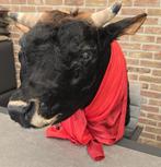 opgezette stierekop voor chalet of mancave, Ophalen, Zo goed als nieuw, Boerderijdier, Gewei of Kop
