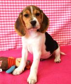 Super leuke Beagle pups!, Beagle, 15 weken tot 1 jaar, Buitenland, CDV (hondenziekte)