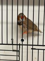 Zwartborst bruin split oranjeborst zebravink man, Dieren en Toebehoren, Mannelijk, Tropenvogel, Geringd