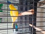 Five fancy's.....30€ /stuk, Dieren en Toebehoren