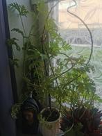 Citroengeranium (dé anti-muggenplant), Jardin & Terrasse, Plantes | Jardin, Enlèvement, Plante fixe