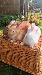 Vlaamse reisjes te koop, Dieren en Toebehoren, Konijnen