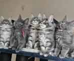 Maine coon xxl kittens met kampioen stamboom Russisch lijn, Dieren en Toebehoren, Meerdere dieren, Gechipt, 0 tot 2 jaar