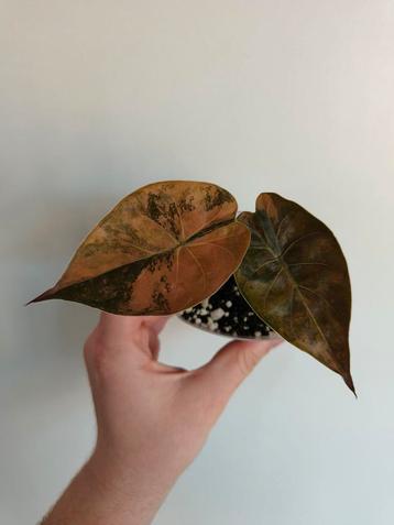 Alocasia Wentii Sunset Gold Variegata, Huis en Inrichting, Ophalen