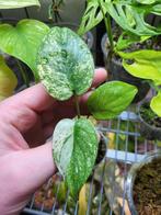 Monstera deliciosa mint variegata #2, Overige soorten, Minder dan 100 cm, Ophalen of Verzenden, Halfschaduw