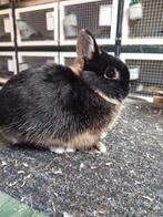 Kleurdwerg dwergkonijn zwart otter Nain couleur noir  otter, Dieren en Toebehoren, Konijnen, Meerdere dieren, Dwerg, 0 tot 2 jaar