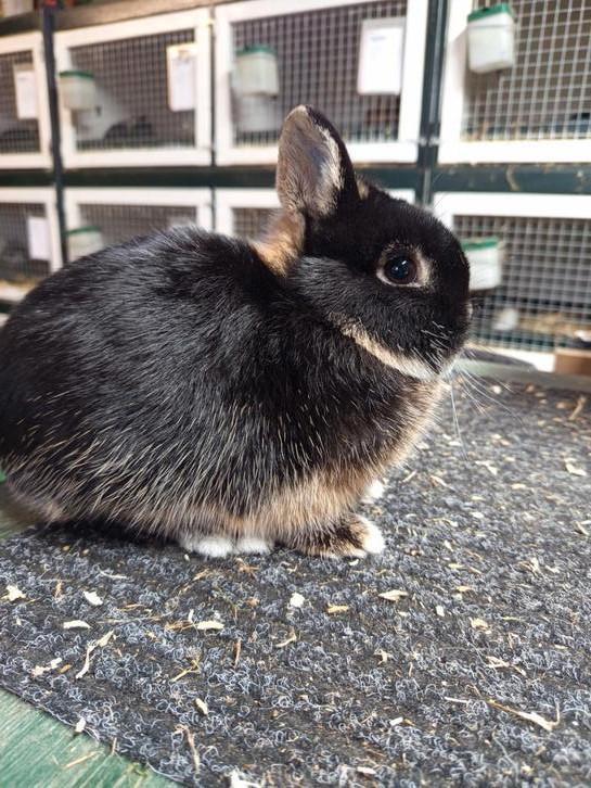 Kleurdwerg dwergkonijn zwart otter Nain couleur noir  otter, Dieren en Toebehoren, Konijnen, Dwerg, Meerdere dieren, 0 tot 2 jaar