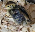 Japanse kwartel kuikens, Sexe inconnu