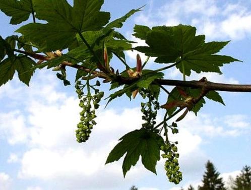 Gewone esdoorn - Acer pseudoplatanus (boom), Tuin en Terras, Planten | Bomen, Ophalen