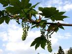 Gewone esdoorn - Acer pseudoplatanus (boom), Ophalen