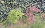 Japanse esdoorn Garnet, Tuin en Terras, Ophalen