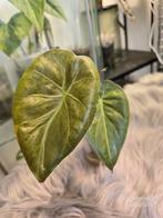 Alocasia Wentii Sunset Variegata, Ophalen of Verzenden