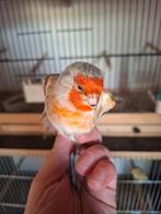 Distelvink  Kanarie Kruising Man, Dieren en Toebehoren, Mannelijk, Bastaard