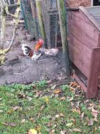 doornikse kriel, Dieren en Toebehoren, Pluimvee, Kip