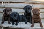 labrador pups, zwart en chocobruin, ouders zijn hier aanw., Dieren en Toebehoren, Honden | Retrievers, Spaniëls en Waterhonden