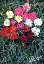 Dianthus Vienna Mixture / barbatus, Jardin & Terrasse, Plantes | Jardin, Enlèvement