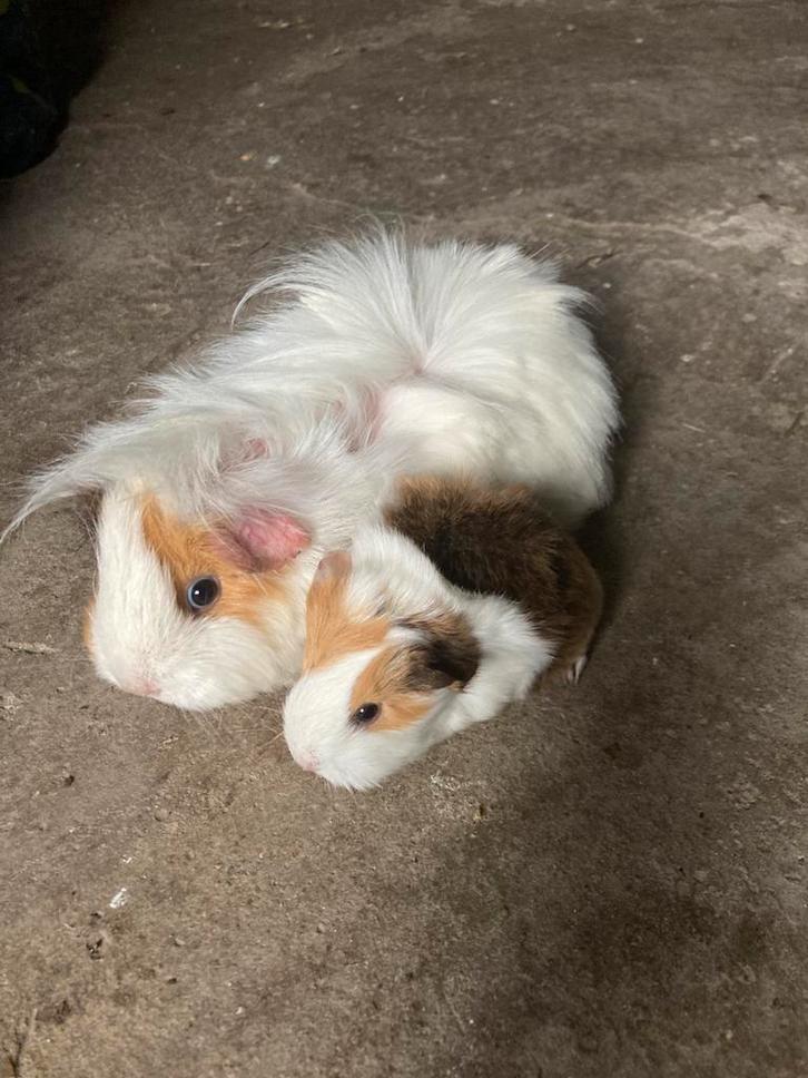 3 langharige cavia zeugjes te reserveren., Dieren en Toebehoren, Knaagdieren, Cavia, Februari