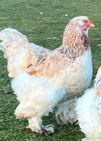 Brahma, Dieren en Toebehoren