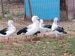Andesgans, Dieren en Toebehoren, Pluimvee