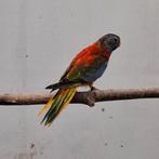 splendids parkiet, Dieren en Toebehoren, Mannelijk, Parkiet, Geringd