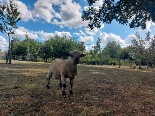 Hampshire Down Ram, Dieren en Toebehoren, Schapen, Geiten en Varkens, Schaap, Mannelijk, 0 tot 2 jaar