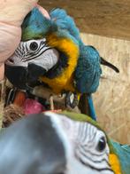 Ara papegaaien, Dieren en Toebehoren, Geringd