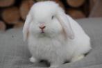 minilop wit bo rammelaar, Dieren en Toebehoren, Konijnen, Mannelijk, Dwerg, Hangoor, 0 tot 2 jaar