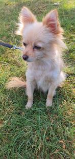Keeshondje, Dieren en Toebehoren, Honden | Chihuahua's en Gezelschapshonden, België, Particulier, Overige rassen, Teef