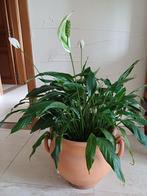 Maanbloemplant m et cachepot, Ophalen, Overige soorten, In pot, Minder dan 100 cm