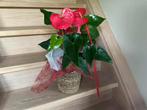 anthurium / flamingoplant, Groene kamerplant, Ophalen, Overige soorten, Minder dan 100 cm