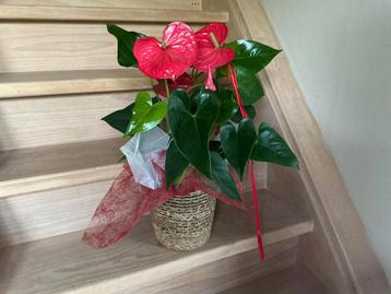 anthurium / flamingoplant beschikbaar voor biedingen